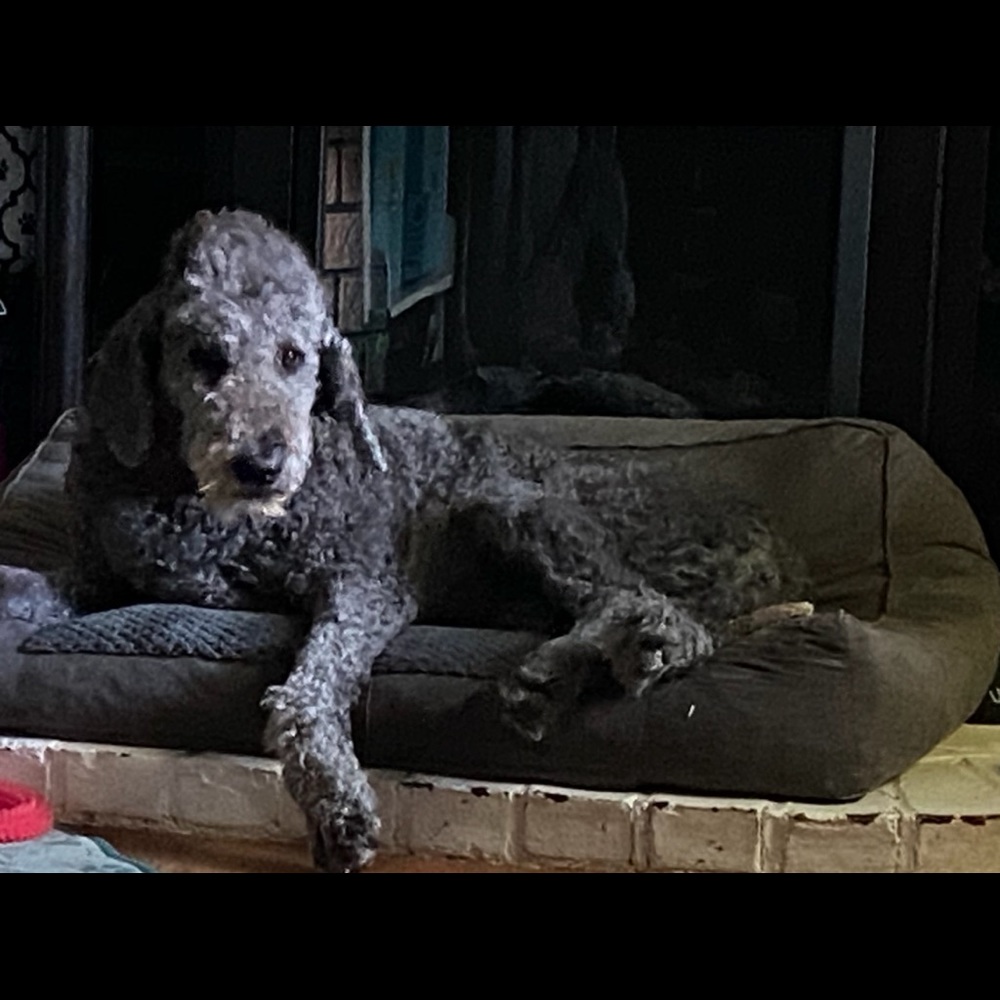 Meet your Posher, Dawn